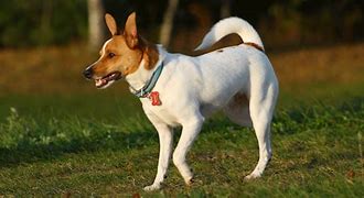 Image result for Bluetick Rat Terrier