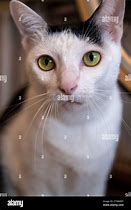 Image result for Grey Body White Oreng Spots Cat