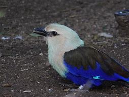 Image result for Blue-Bellied Roller