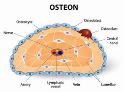 Image result for Osteon Contains