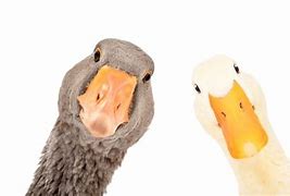 Image result for Cam Duck Camera