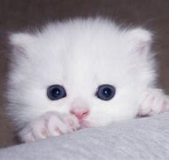 Image result for White Persian Kitten