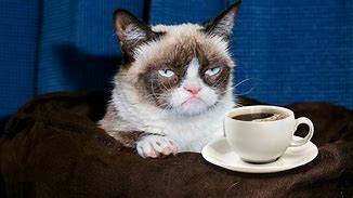 Image result for Grumpy Cat with Coffee