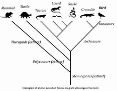 Image result for Reptile Phylogenetic Tree