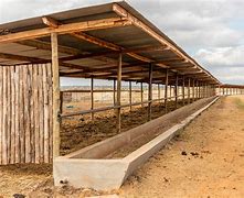 Image result for Feedlot