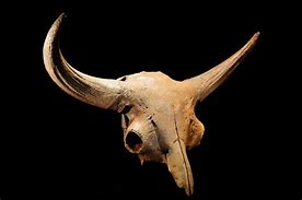 Image result for Ice Age Bison