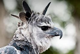 Image result for Beautiful Harpy Eagle