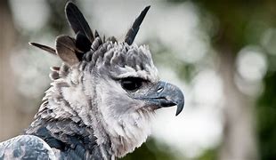 Image result for Where Is the Harpy Eagle Found