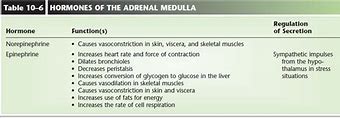 Image result for Adrenal Physiology