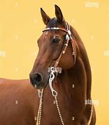 Image result for Western Horse Photography Riding