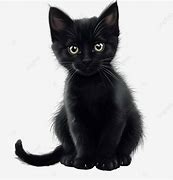 Image result for Cute Black Cat