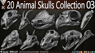 Image result for Strange Animal Skulls