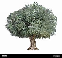 Image result for White Olive Tree