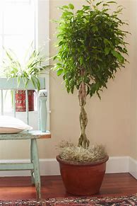 Image result for Indoor Fig Tree