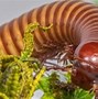 Image result for Millipede Species