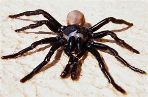 Image result for New Mexico Trapdoor Spider