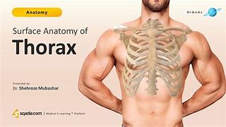 Image result for Thorax Girl Pox