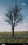 Image result for Single Tree in Empty Field