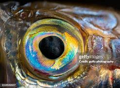 Image result for Real Fish Eye