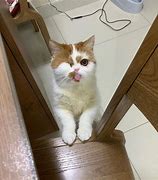 Image result for Gato Miao