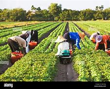 Image result for Farming Stock Image