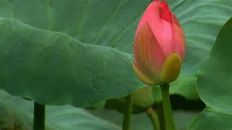 Image result for Pretty Lotus GIF