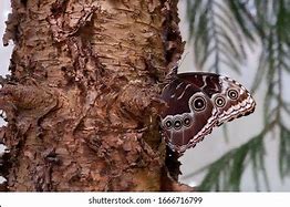 Image result for Blue Morpho Butterfly Wings Closed