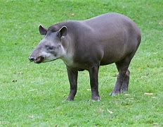 Image result for California Tapir