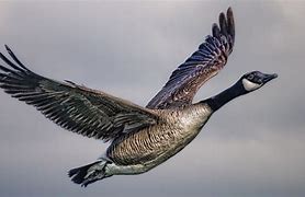 Image result for canada goose predators