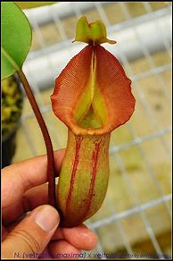 Image result for Nepenthes Burkei X Veitchii