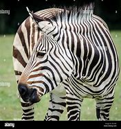 Image result for Equus Zebra Hartmannae