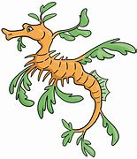 Image result for Sea Dragon Art