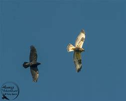 Image result for Canadian Birds of Prey