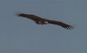 Image result for Vulture Flying