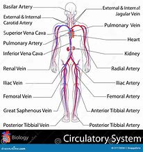 Image result for Arteries in Circulatory System