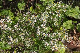 Image result for White Aster Pot