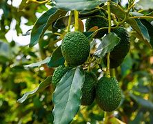 Image result for Avocado Tree in India