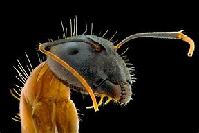 Image result for Macro Ant Face