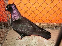 Image result for Archangel Pigeon