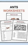 Image result for Ant Activities