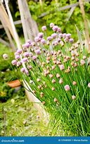 Image result for Chives in Herb Garden