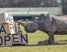 Image result for Moose Reindeer Whipsnade Zoo