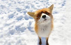 Image result for Snow Fox Anime