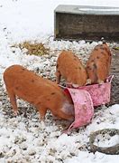 Image result for Pig Feeding Traugh