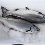 Image result for King Salmon Fish