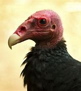 Image result for Vulture with Red Head