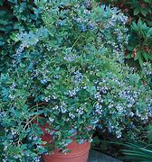 Image result for Southern Highbush Blueberry