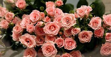 Image result for Flower Image Discrpshan Pink