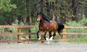 Image result for Welsh Cob Hoof