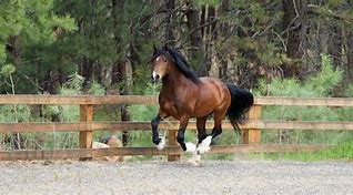 Image result for Welsh Cob Head